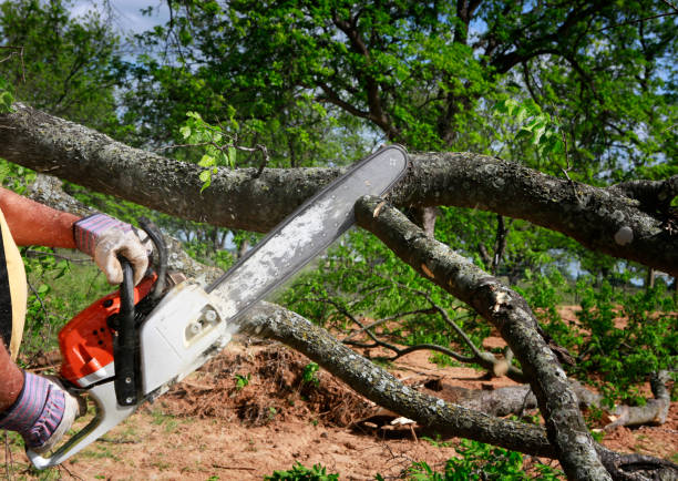 Trusted Centereach, NY  Tree Services Experts